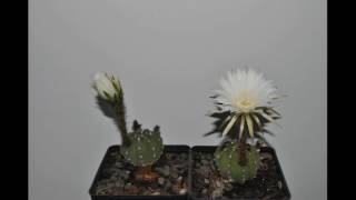 Echinopsis subdenudata