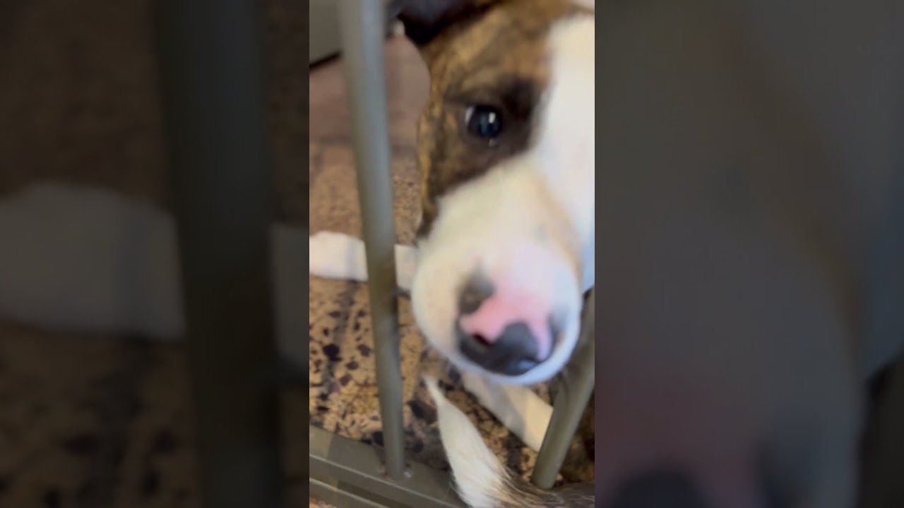 Puffin & Beluga the PUPPIES