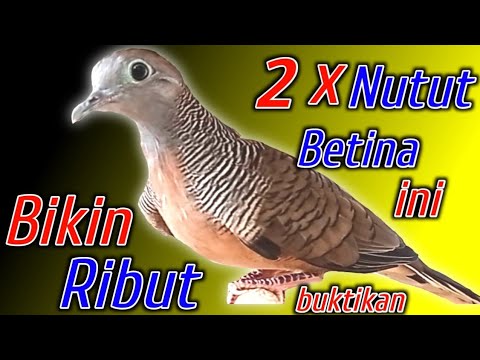 Suara burung perkutut BETINA LOKAL!! 3 x nutut ampuh bikin jantan gacor.