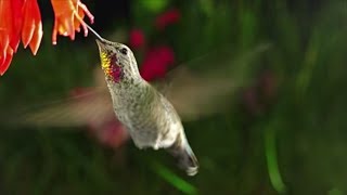 6 Flowers That Attract Hummingbirds to Your Garden | Southern Living