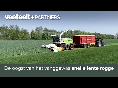 De oogst van het vanggewas Snelle Lente Rogge