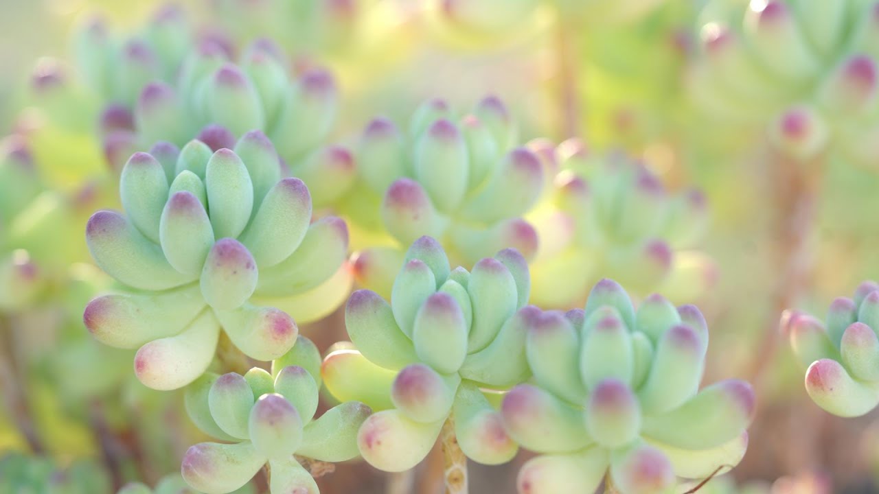 333 [A Girl's Heart] Highly recommended succulents you can buy