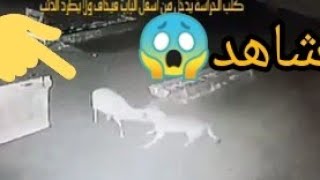 شاهد هجوم الذئب على قطيع الاغنام وفي الاخير   كلب الحراسه كان مربوط.(هل يخاف الذئب من الكلب🤔))!؟