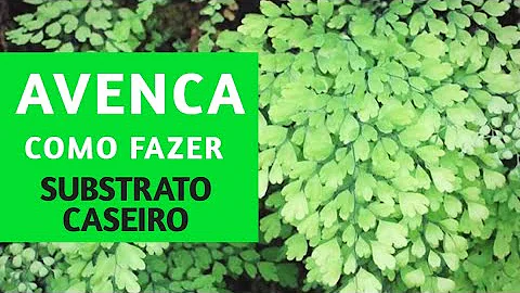 Como preparar um substrato para avenca?