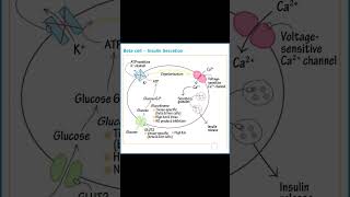 Beta Cell| Insulin Secretion