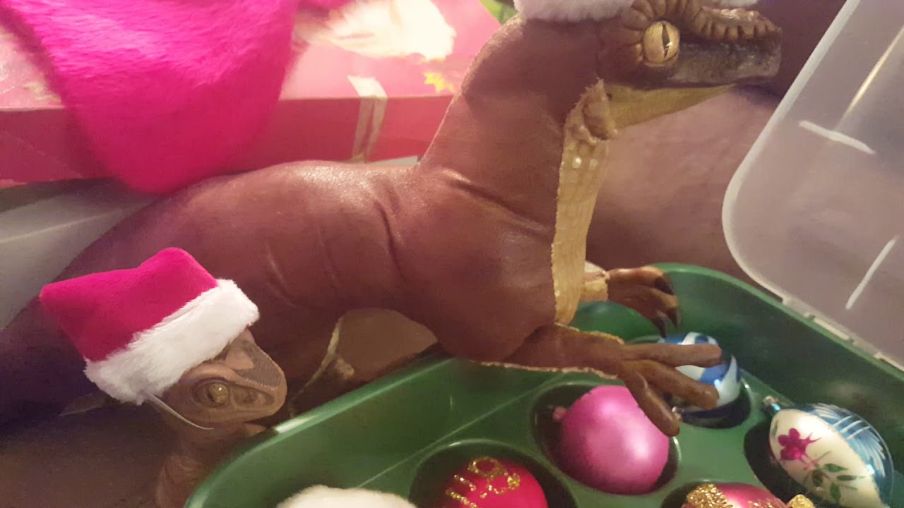 Bob the Raptor says Merry Christmas 2017