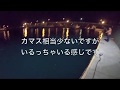 大磯港　アジングロッドでアジ以外の魚を釣る　げき渋調査