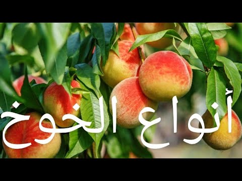 فيديو: الخوخ والنكتارين (7 صور): ما الفرق؟ كيف تختلف الأشجار؟