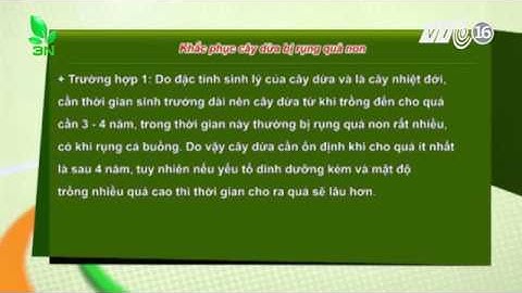 Cây dừa bị rụng quả non nên khắc phục ra sao