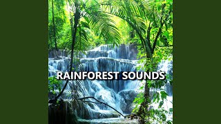 Rainforest Sounds