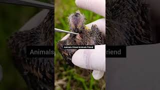 A Tiny Angel Saved 👼 #shorts #birds #rescue #care
