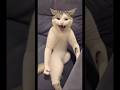 Funny Cat Doing Karate #cat #shorts