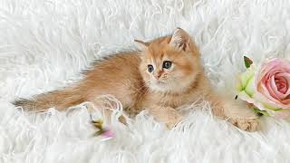 Charming British Kitten in a Golden Fur Coat Flash by Lapa.shop: Pedigree Pets for You 69 views 12 days ago 28 seconds