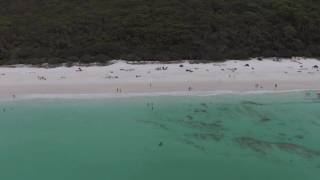 DJI Phantom 3 Drone footage of a 2.5 meter bronze whaler shark near other swimmers