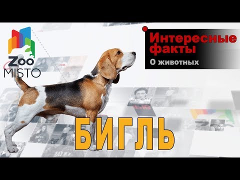 Видео: Какая собака была Снупи?