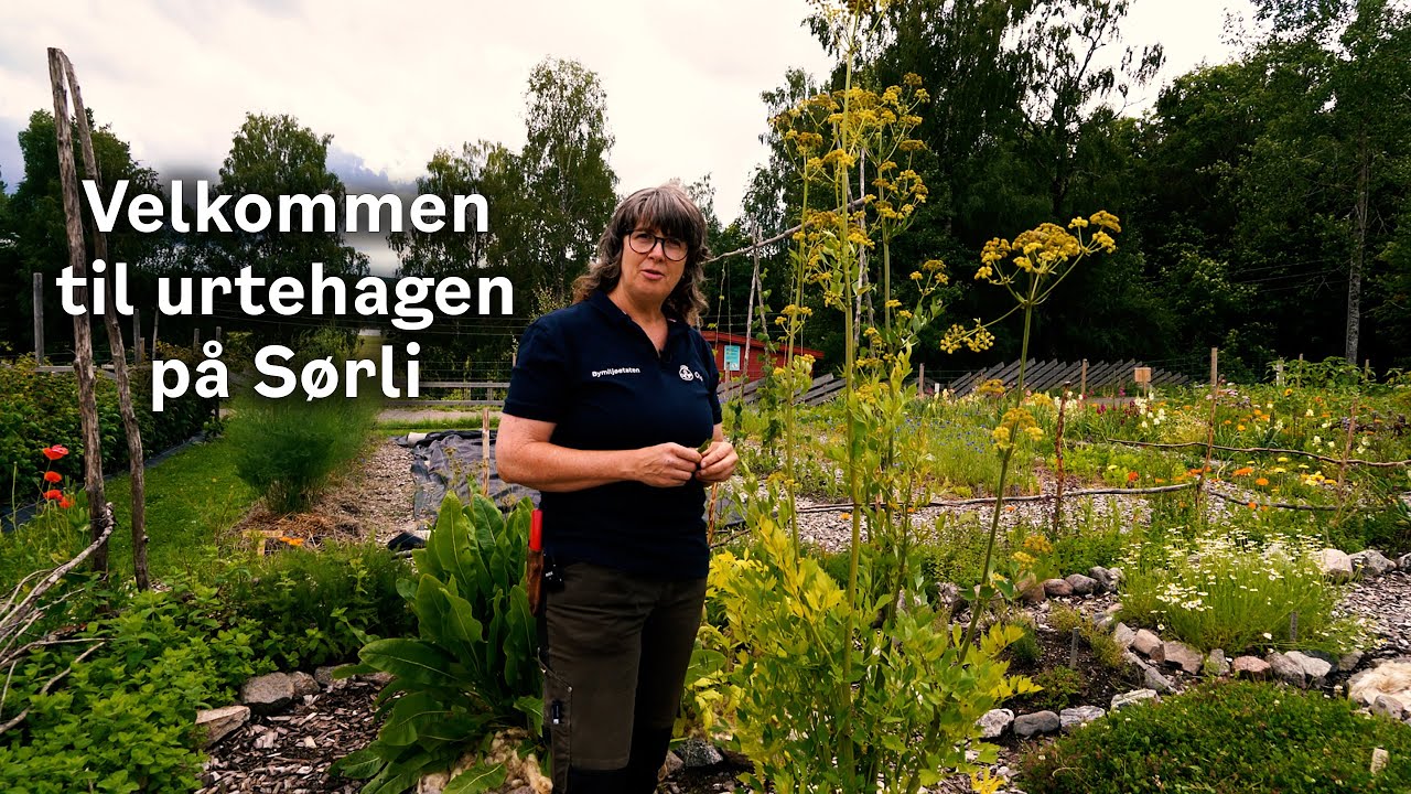 Velkommen til urtehagen på Sørli 🌿
