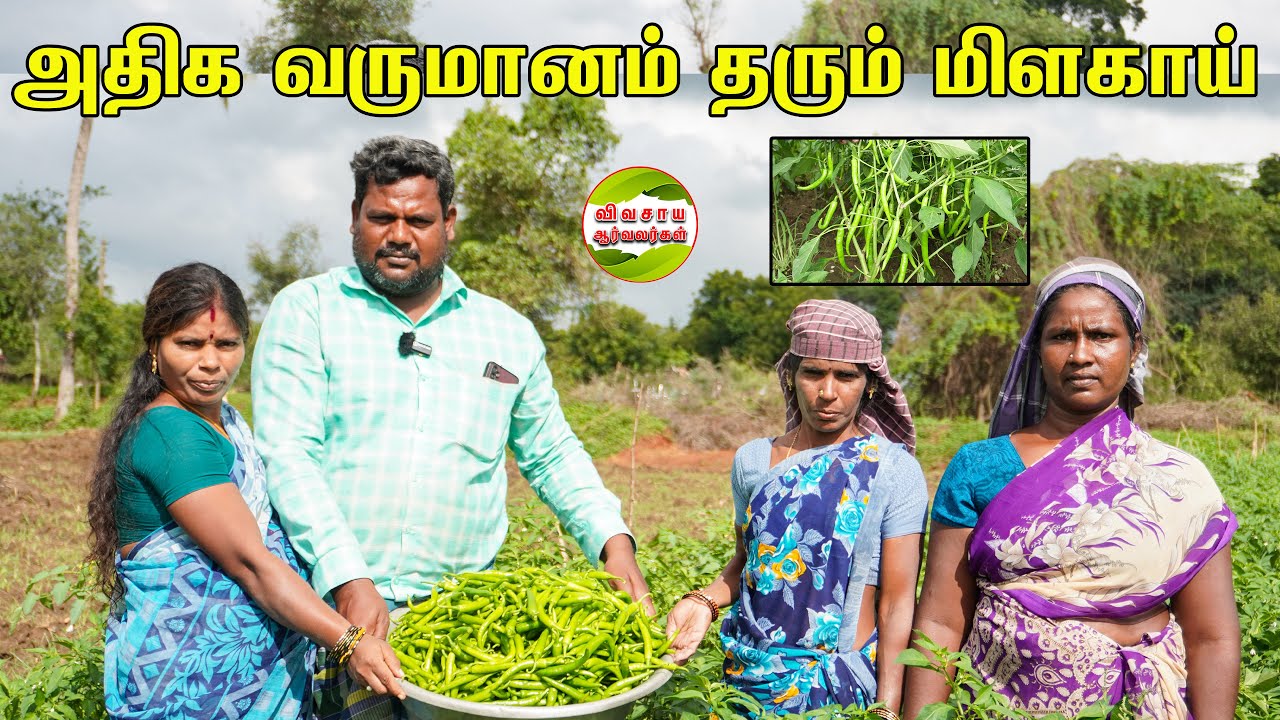 4லட்சம் 2021-2022 ல் வருமானம் எடுத்தேன்.மறுபடியும் இப்போ பச்சைமிளகாய் அறுவடை செய்யுறேன் 