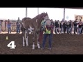 Horse Judging - 2 & 3 Year Old Geldings