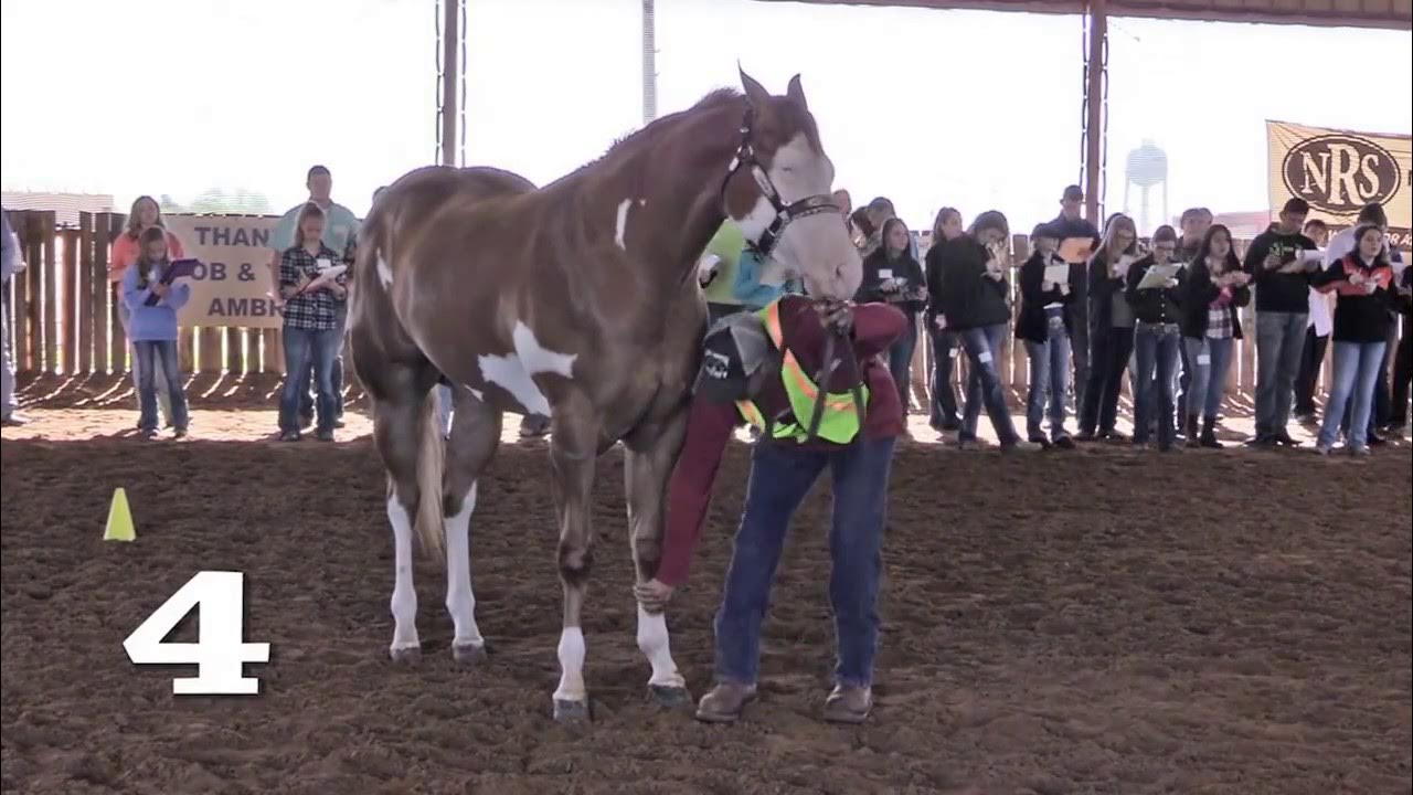 Horse Judging 2 & 3 Year Old Geldings YouTube