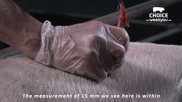 How to Measure The Backfat on Sows and Gilts