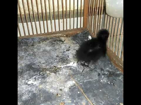 Suara Anak Ruak Ruak Pancingan Induk