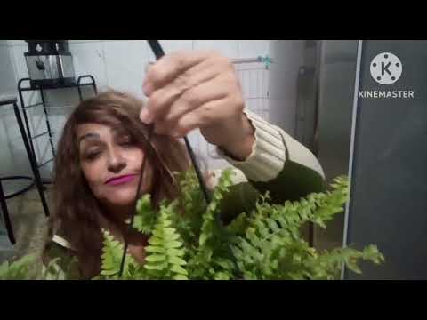 A folhagem desta planta está linda