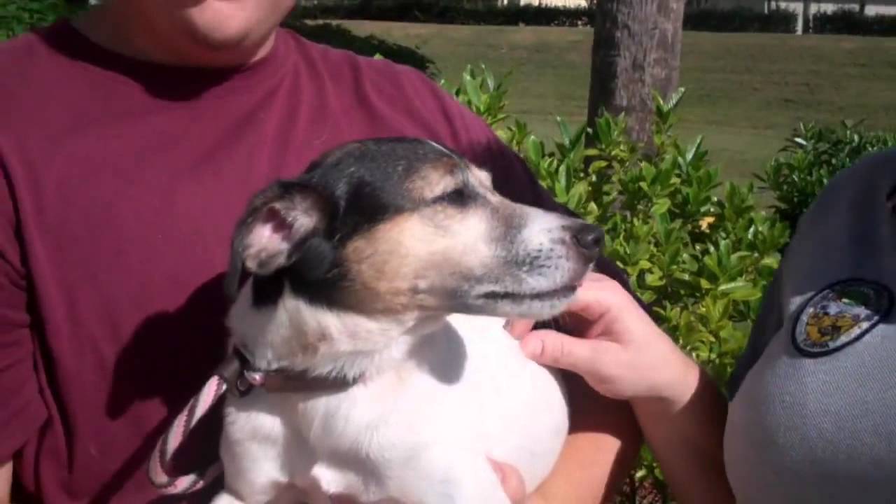 Osceola County Pets of the Week - Butler and Snoopy - YouTube