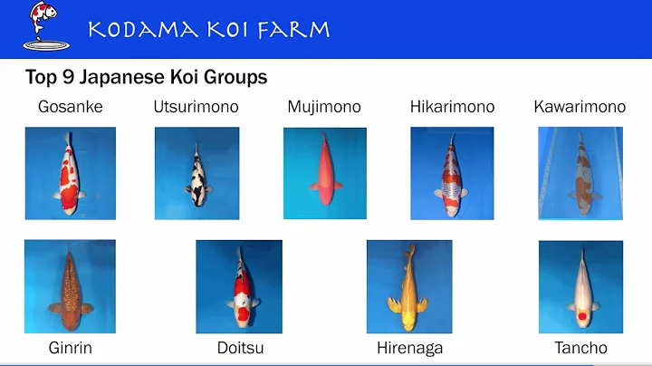 Top 9 Groups of Japanese Koi Varieties