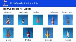 Top 9 Groups of Japanese Koi Varieties screenshot 5