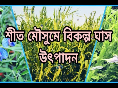Alternative grass production / বিকল্প ঘাস উৎপাদন পদ্ধতি