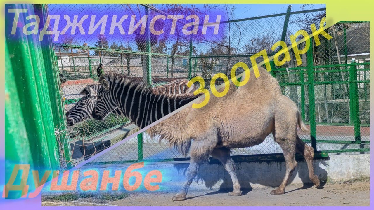 Tajikistan. Dushanbe Zoo. Таджикистан. Душанбинский зоопарк.