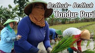 Opah 12rb‼️Mbakku Tetep Semangat Mborong Tandur Pari.....