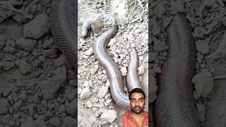 खतरनाक सांप का हमला 😱 | Snake Shorts 🐍 | Funny &amp; Viral #shorts