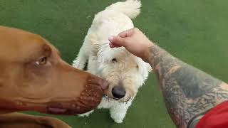 Playtime at Dogs On The Farm & Cats Too!