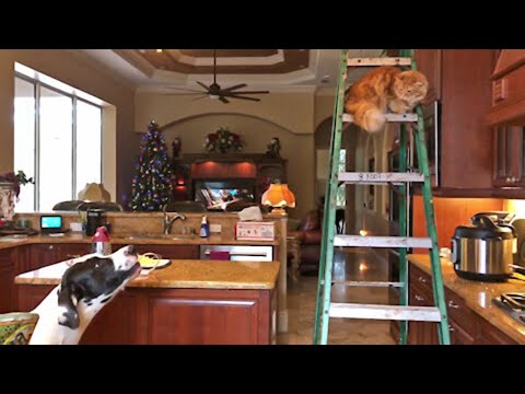 Vocal Great Dane advises cat how to climb down ladder