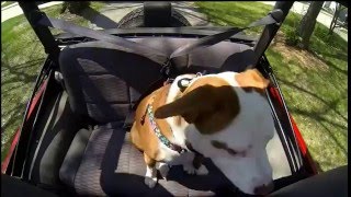Dog In Jeep With Top Down
