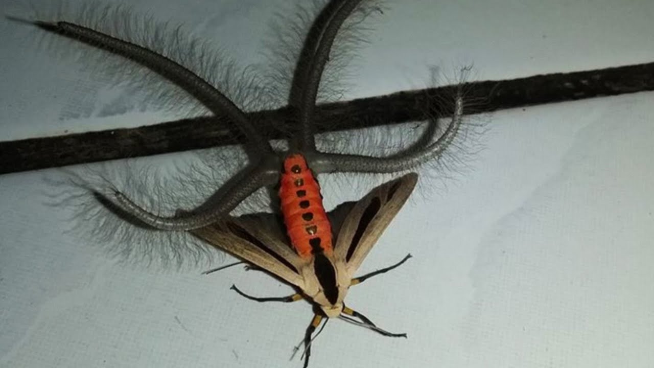 腹部からニョキっと毛深い4本の触手 異彩を放つこの生物の正体は 異端昆虫出演中 カラパイア