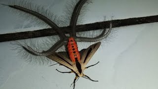 Gangis Moth  Animal of the Week