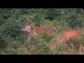 Deer tenderness /Jelenia neha /Red stag /Jeleň Lesný /Cervus Elaphus