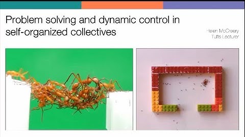 Seminar by Helen McCreery titled "Problem solving and dynamic control in self-organized collectives"