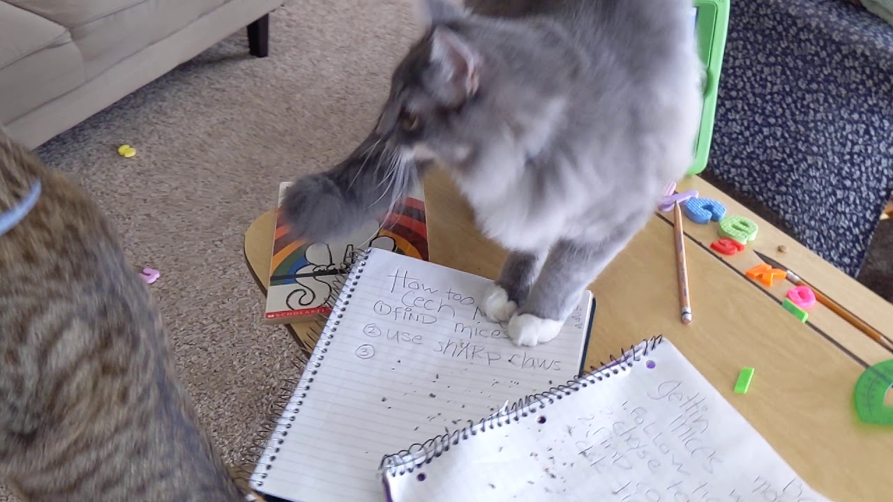 Distance Learning Teaching The Kittens To Catch Mice YouTube