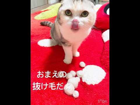 抜けた毛全部集めて丸めてコレクションしてる　#shorts #cat #猫 #ねこ #三毛猫 #猫のいる暮らし #猫のいる生活 #スコティッシュフォールド