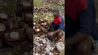 How to Remove Coconut Meat from Shell. Coconut removing from shell. Simple.
