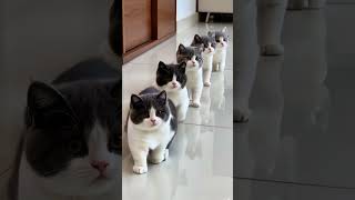 Cat Walk