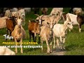 Producción caprina en el oriente antioqueño - TvAgro por Juan Gonzalo Angel