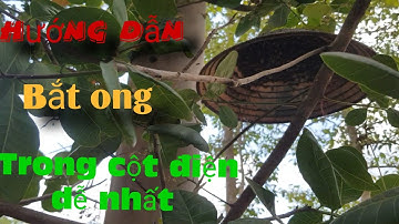 Thời điểm nào trong ngày bắt ong trong cột điện về nuôi tốt nhất?