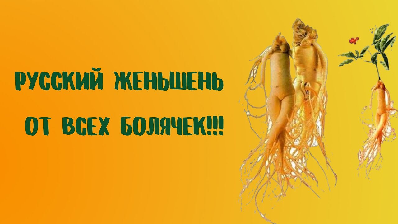 Русский женьшень от всех болячек!!! - YouTube