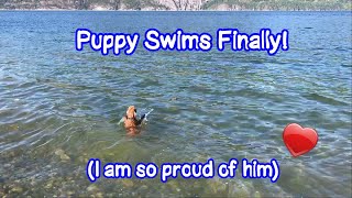 Puppy Swims Finally! - Just Gin 3: Cutest Dog Ever! VOL. 47 by Gin the Mini Golden Doodle 255 views 6 years ago 5 minutes