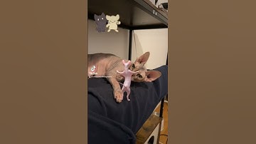 Return of Dancing Sphynx