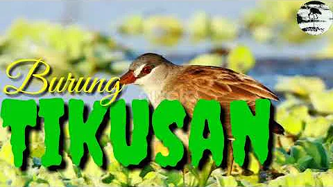 Suara burung Tikusan sawah cocok buat di jadikan suara pikat jaring gantung